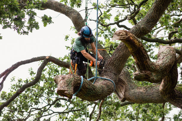 Best Tree Cabling and Bracing  in Holland, MI