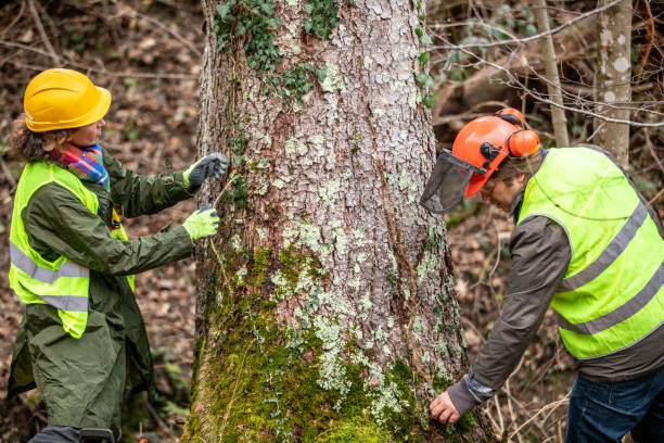 Trusted Holland, MI Tree Services Experts