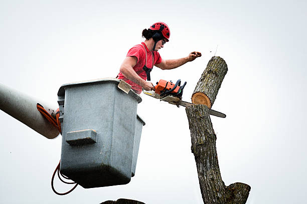 Best Tree Maintenance Programs  in Holland, MI