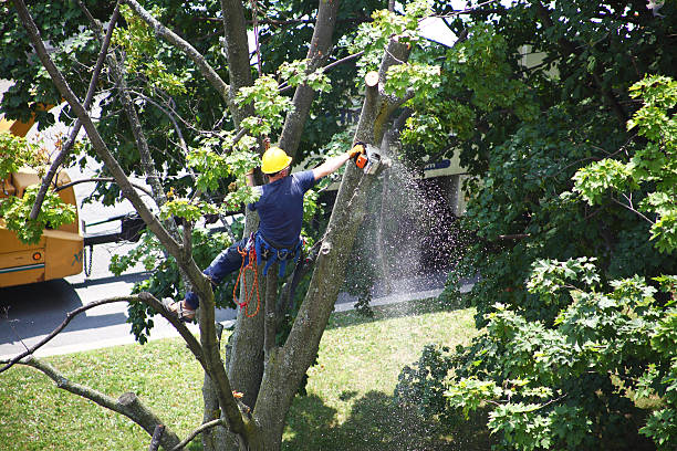 Best Tree Disease Treatment  in Holland, MI